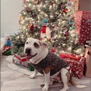 Meet your Posher, Ivy